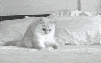 chat