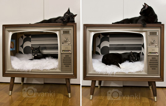 tv-cat-bed